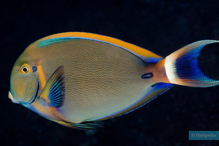 Acanthurus bariene