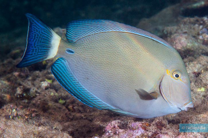 Acanthurus blochii