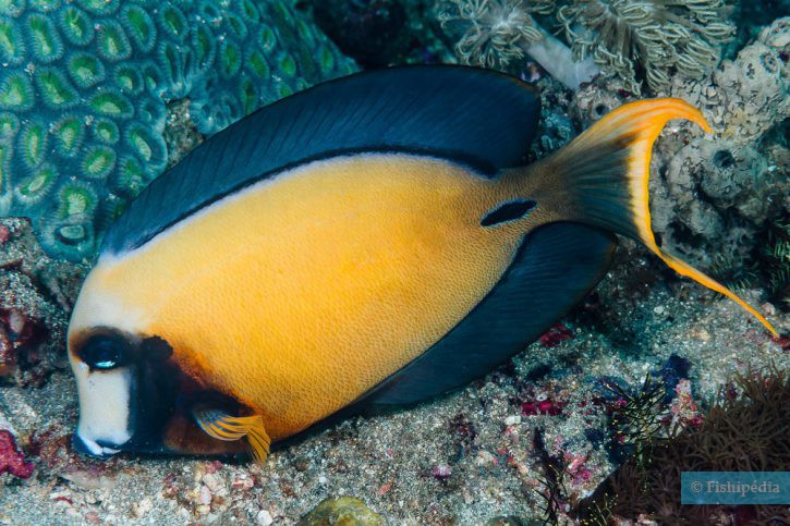 Acanthurus pyroferus