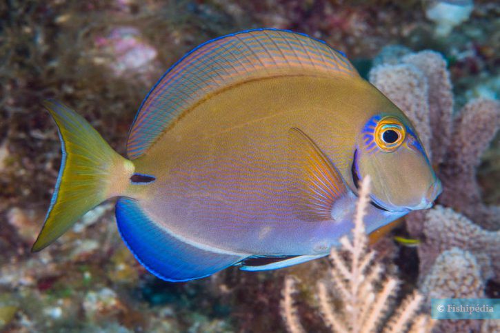 Acanthurus tractus