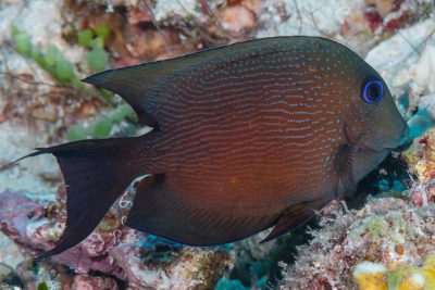 Poisson-chirurgien à deux taches Acanthuridae