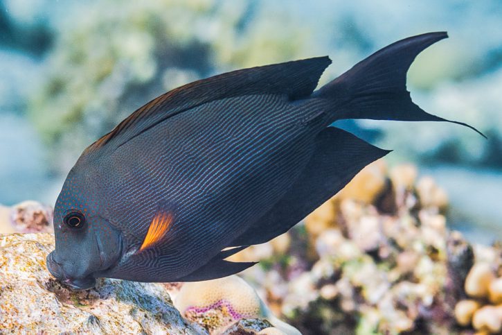 Ctenochaetus striatus - striated surgeonfish