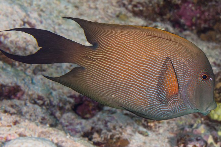 Ctenochaetus striatus - striated surgeonfish