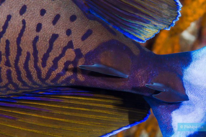 Naso vlamingii - bignose unicornfish