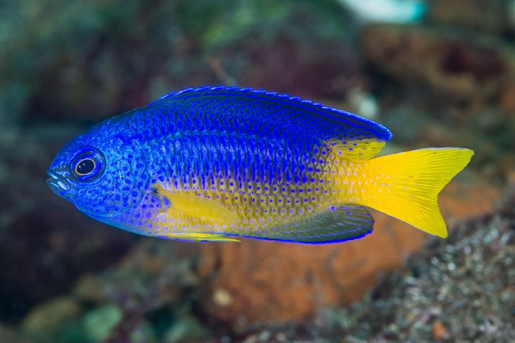 Pomacentrus coelestis - neon damselfish