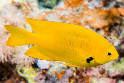 sulphur damsel Pomacentridae