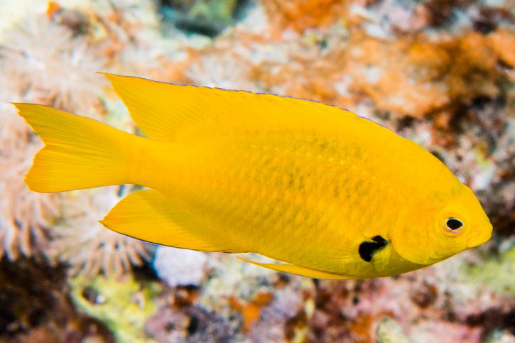 Pomacentrus sulfureus - sulphur damsel