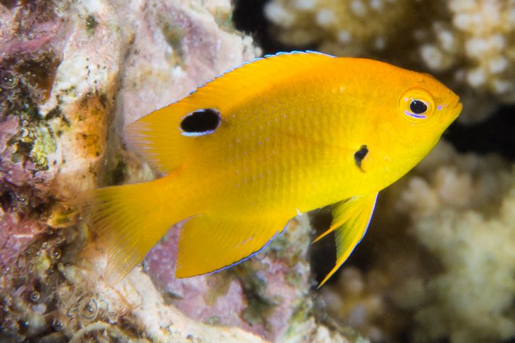 Pomacentrus sulfureus - sulphur damsel
