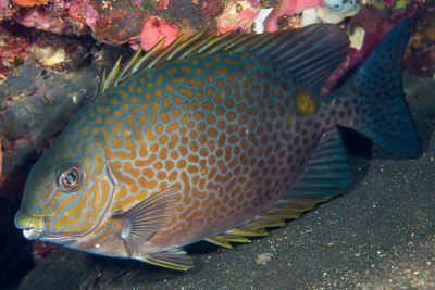golden rabbitfish Siganidae