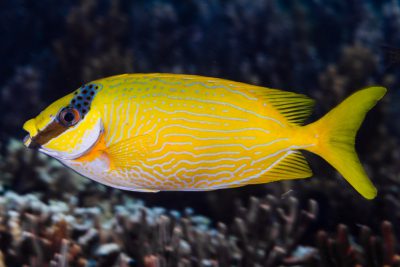 masked rabbitfish Siganidae