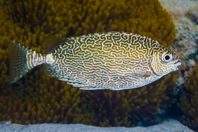 poisson-lapin épineux Siganidae