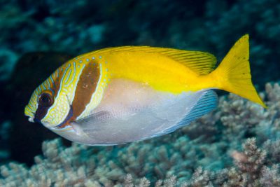 poisson-lapin à double barre Siganidae