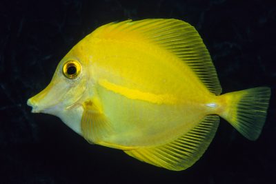 chirurgien jaune Acanthuridae