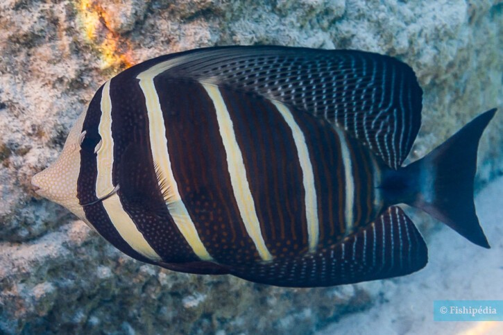 Zebrasoma veliferum