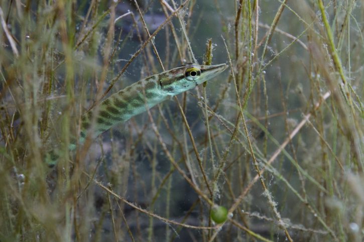 Sur les traces du brochet en vallée de Meuse