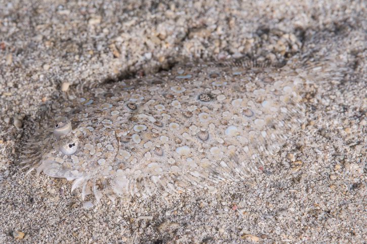 WATT THE FISH, l’enquête sur la pêche électrique