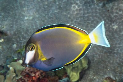 poisson-chirurgien à joues blanches Acanthuridae