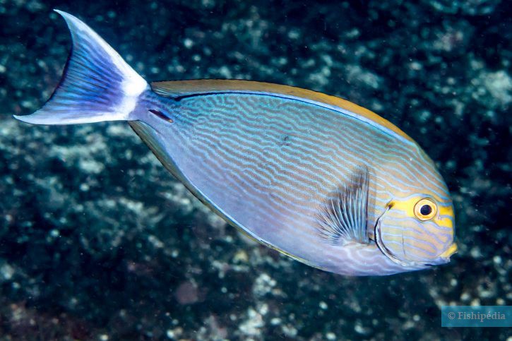 Acanthurus mata