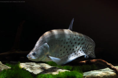 ocellated featherback Notopteridae