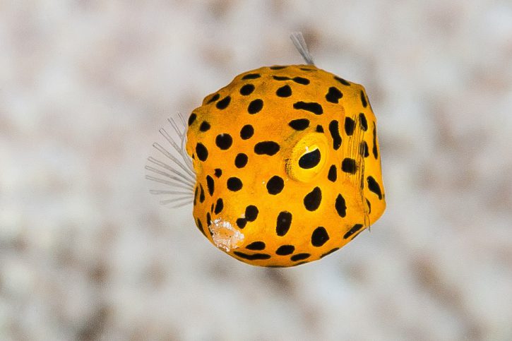 Ostracion cubicus - yellow boxfish