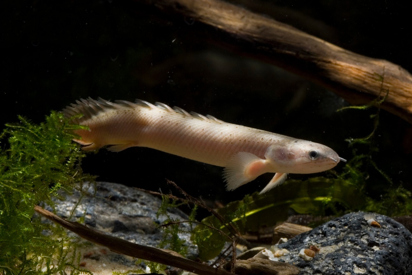 Polypterus senegalus • Fish sheet