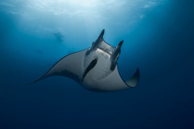 spinetail devil ray Mobulidae