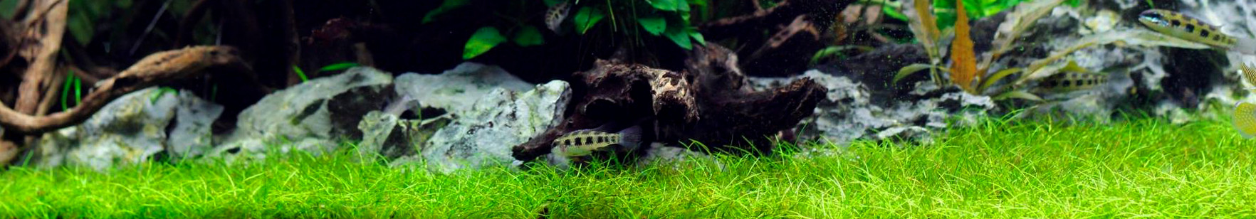 Aquascaping, de A à Z