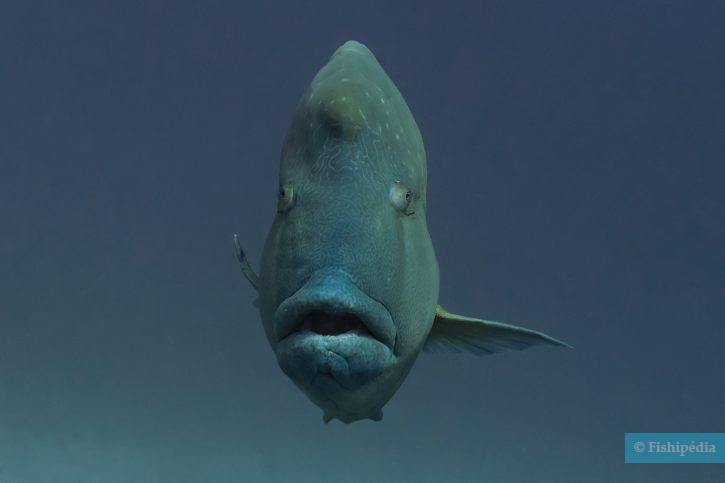 Cheilinus undulatus - Humphead wrasse