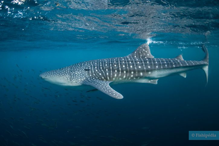 Les 12 plus grands poissons vivant sur Terre