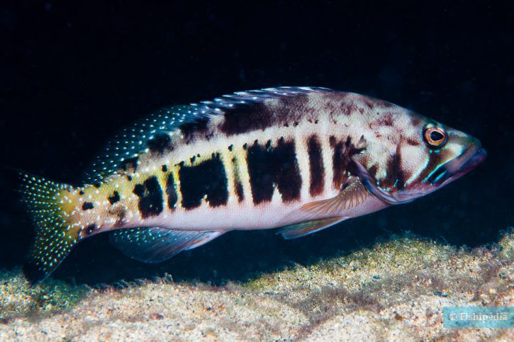 Serranus atricauda