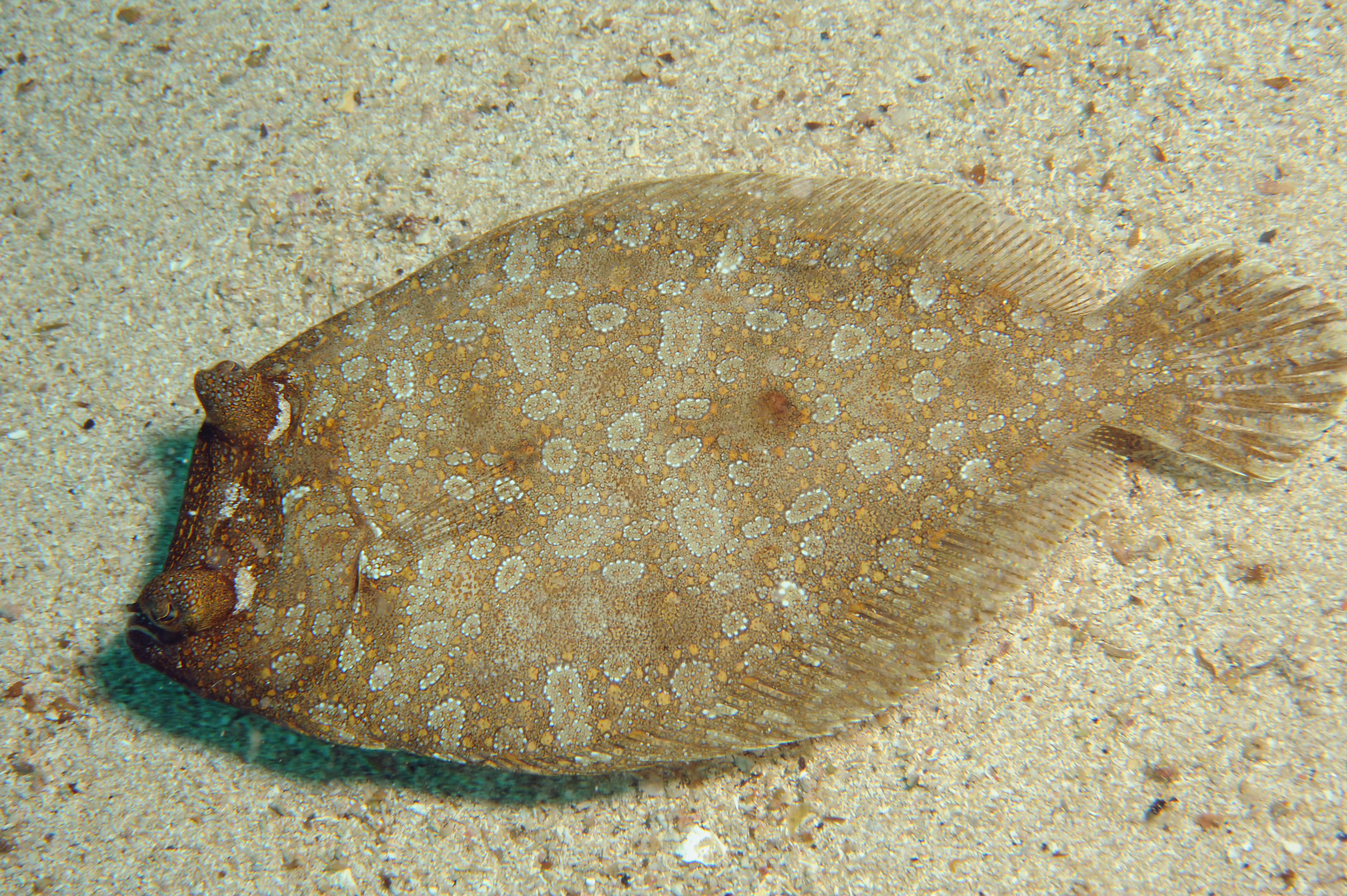 Micro flatfish