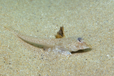 dragonet élégant Callionymidae