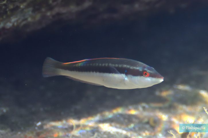 Coris julis - girelle commune