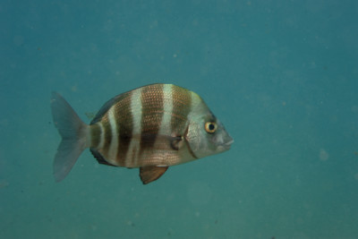 zebra seabream Sparidae