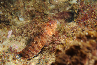blennie gattorugine ou Cabot Blenniidae