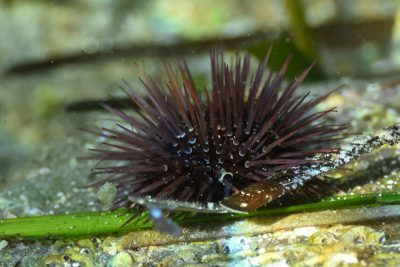 Espèce : oursin violet