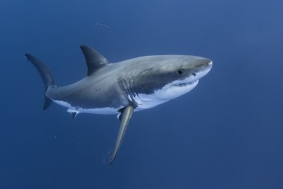 requin blanc Lamnidae