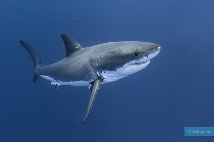 Carcharodon carcharias