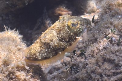 seiche commune Espèce : seiche commune