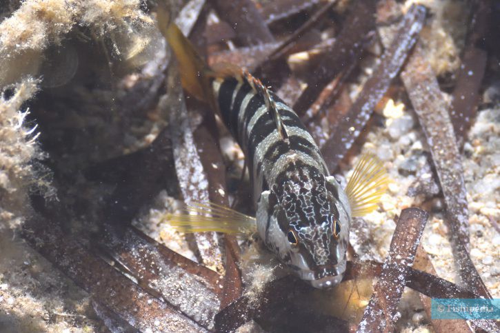 Serranus scriba - painted comber