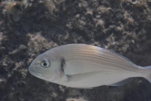Sparus aurata