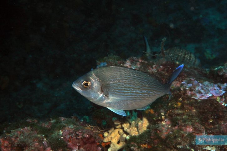 Spondyliosoma cantharus