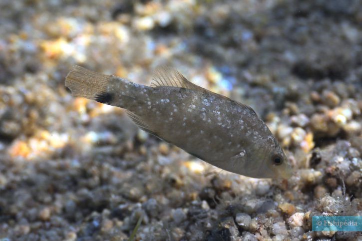 Symphodus cinereus - grey wrasse