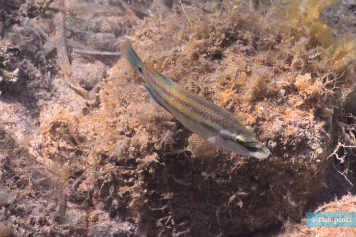 Symphodus tinca - east atlantic peacock wrasse