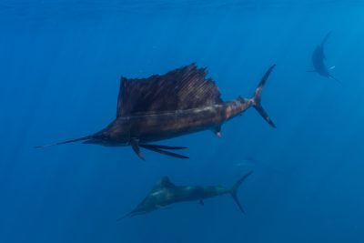 sailfish Istiophoridae