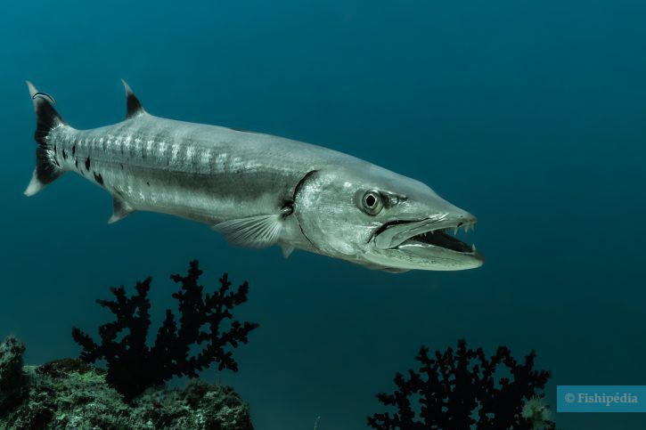 Sphyraena barracuda