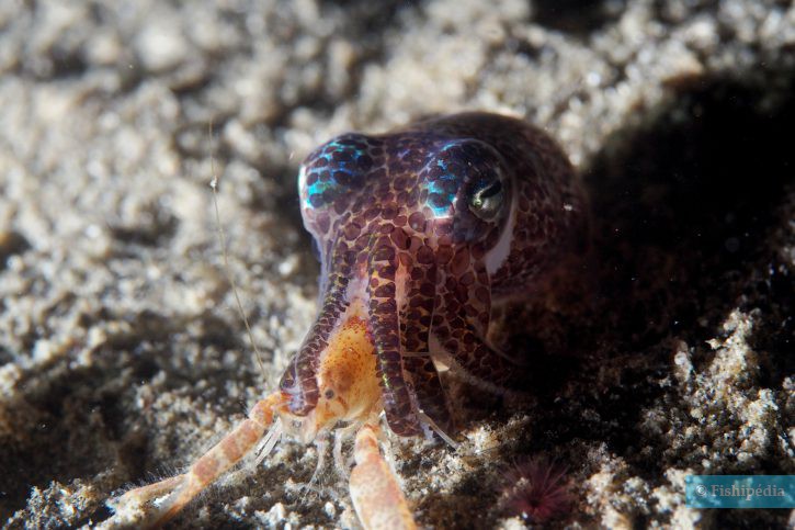 Pieuvre, poulpe, seiche, calmar : quelles différences ?