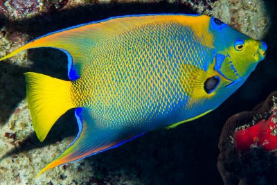 Poisson-ange royal Pomacanthidae