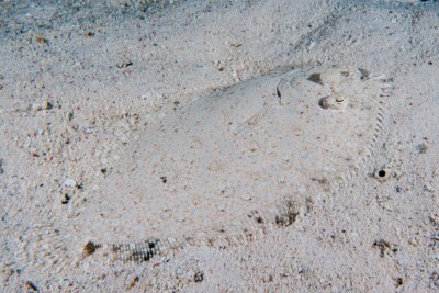 flet léopard Bothidae