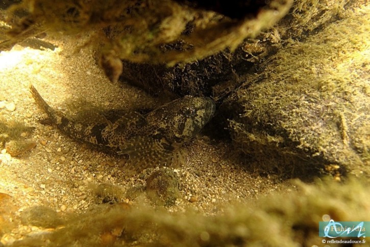 Cottus gobio - bullhead
